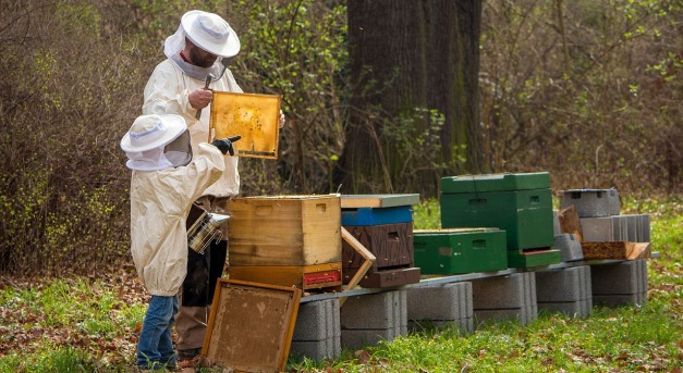 Van, ahol elpusztult a méhcsaládok közel fele a Zselicben
